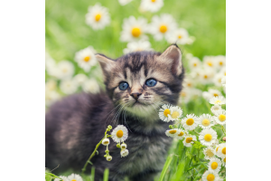 Our Pets and Animals - How Flower Essences Can Help