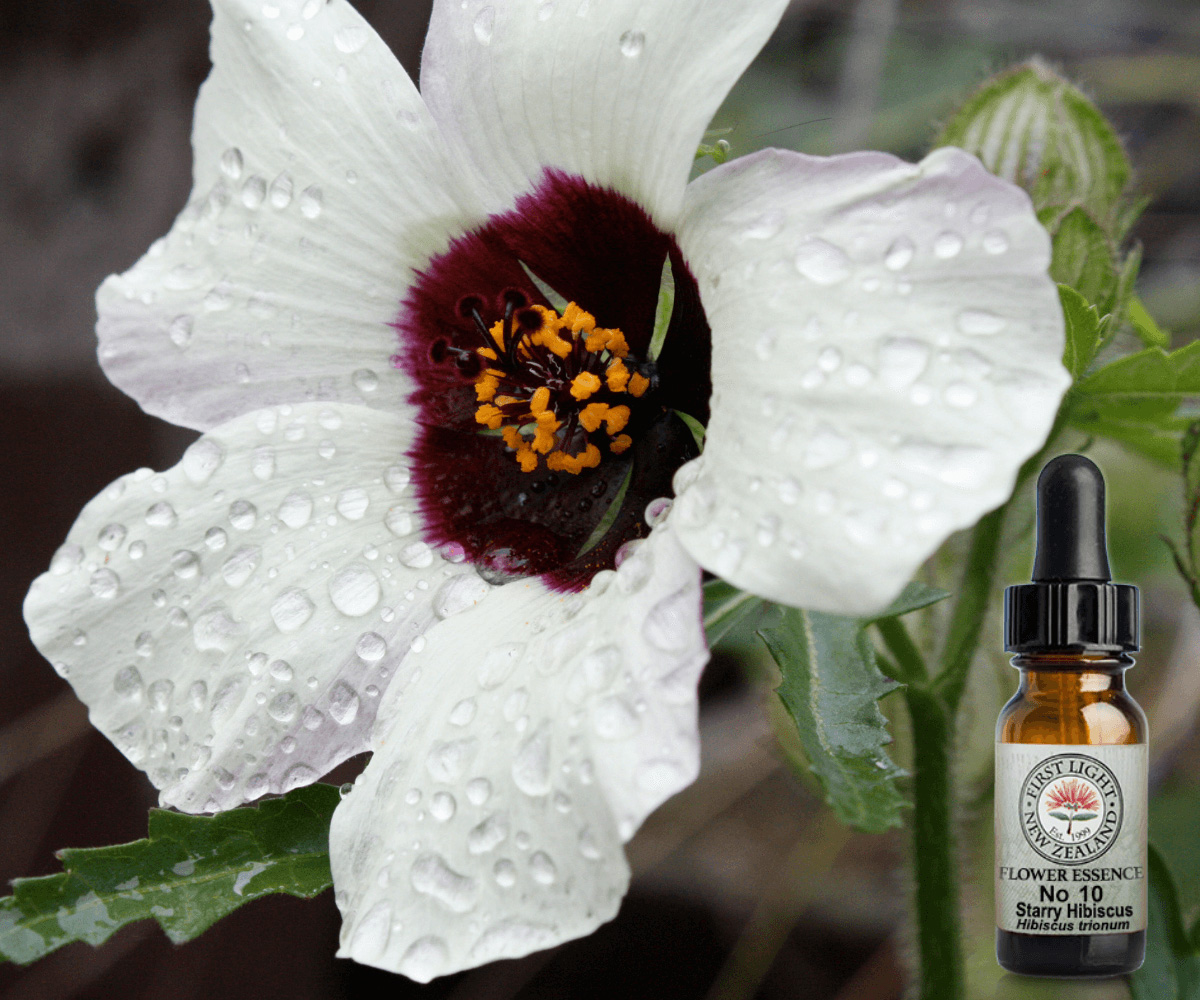 No 10 Starry Hibiscus: The Tenderness Essence