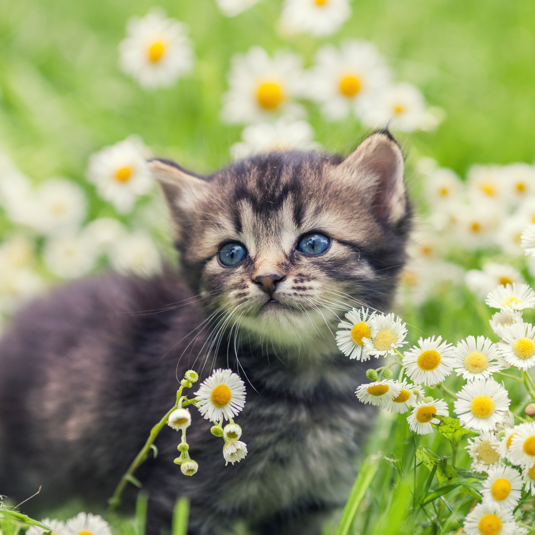 Our Pets and Animals - How Flower Essences Can Help